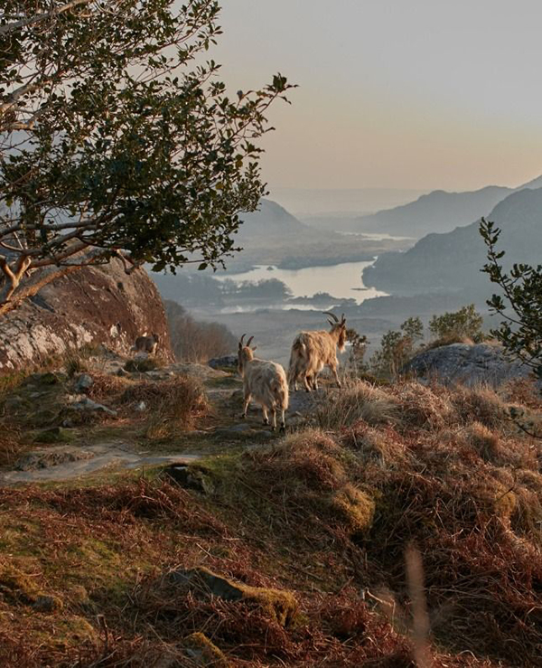 KillarneyNationalPark ireland destination travelideas